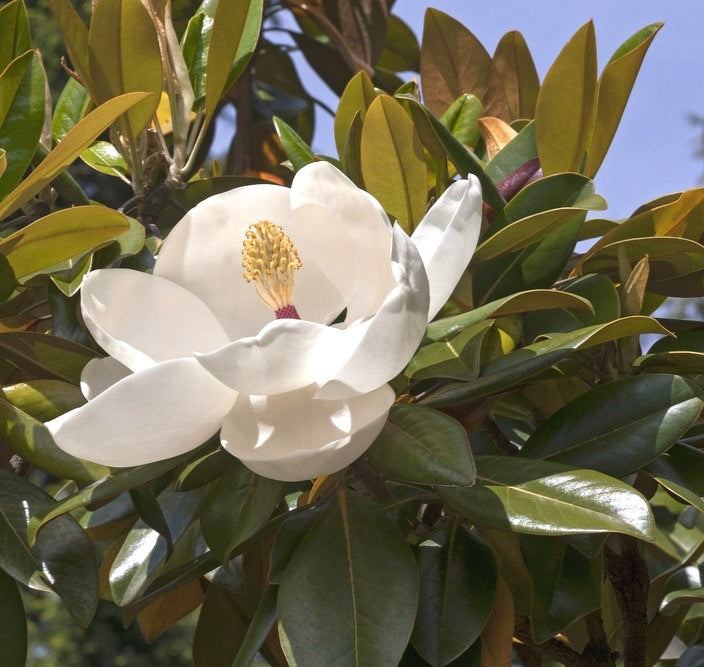 products/Magnolia5.jpg
